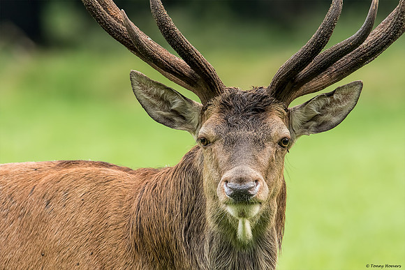 Hubertus