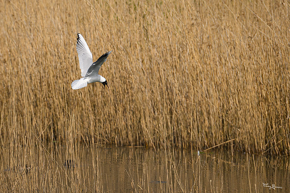 lingezegen_TH_0644