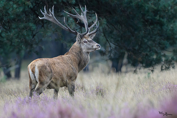 hogeveluwe_TH_1503