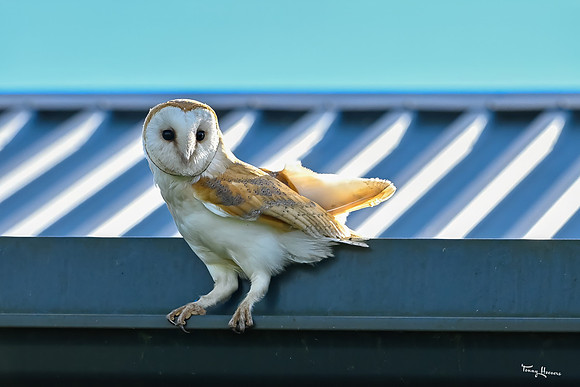 valk_roofvogels_TH_1753