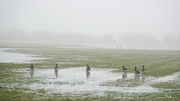 mist_omgeving_TH_0041