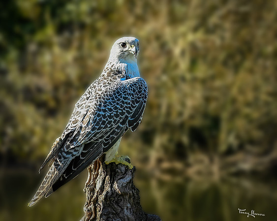 valk_roofvogels_TH_1742