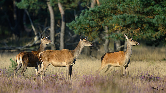 hogeveluwe_TH_1587