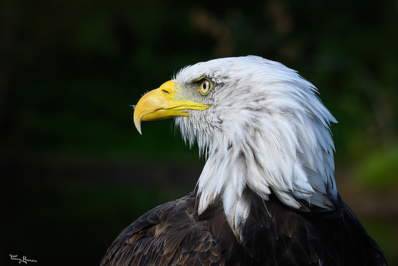 valk_roofvogels_TH_1719