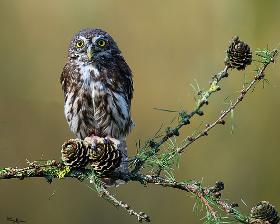 valk_roofvogels_TH_1729