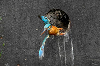 kingfisherhouse_TH_0839