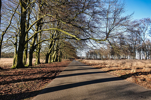 hogeveluwe_TH_2090