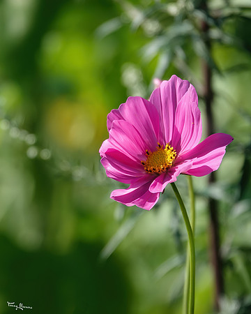 bloemetjes_TH_1415