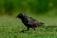 thornspic_TH_0996