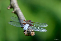 thornspic_TH_0991