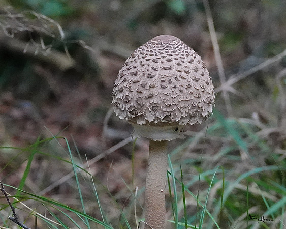 hogeveluwe_TH_1898