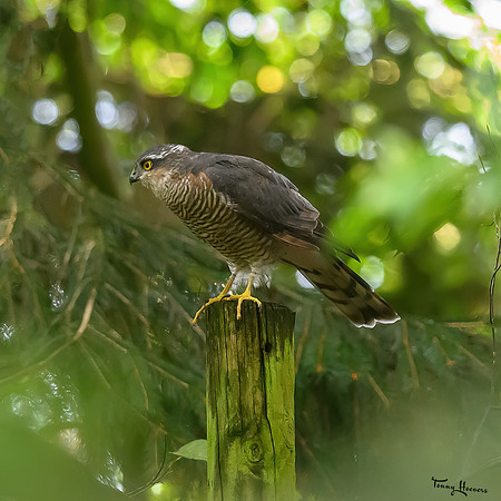 vogelhut_espelo_TH_1520
