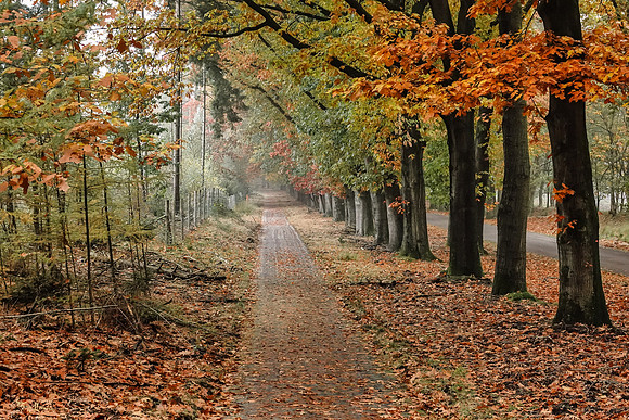 hogeveluwe_TH_1852