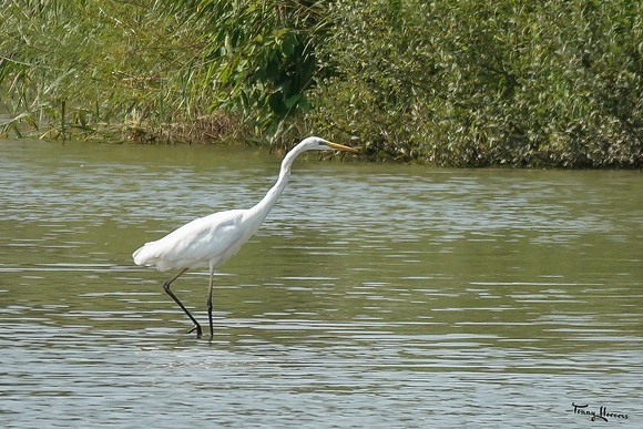 lingezegen_TH_1552