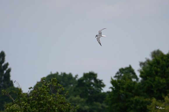 lingezegen_TH_0821