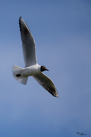 lingezegen_TH_0648