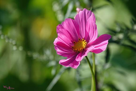 bloemetjes_TH_1416