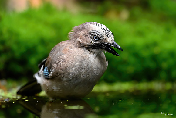 vogelhut_espelo_TH_1526