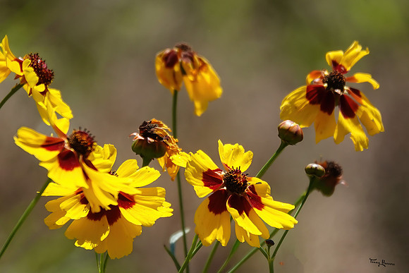 bloemetjes_TH_1403