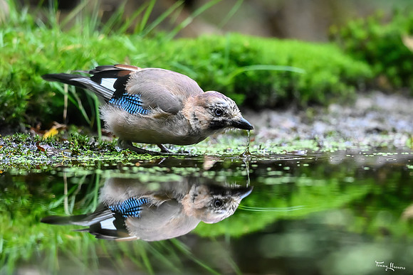 vogelhut_espelo_TH_1530