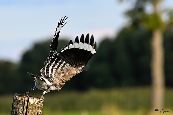 valk_roofvogels_TH_1752