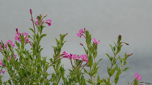 lingezegen_TH_1257