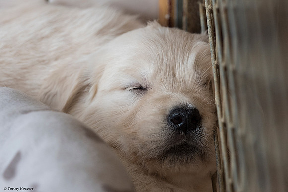 pups-joplynn-4weken_TH_1886