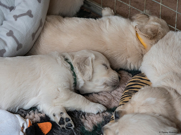 pups-joplynn-4weken_TH_1885
