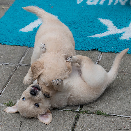 pups-joplynn-4weken_TH_1889