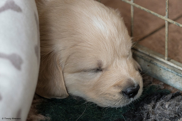 pups-joplynn-4weken_TH_1887