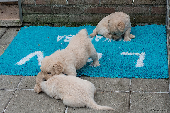 pups-joplynn-4weken_TH_1888