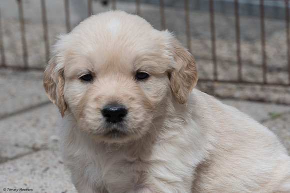 pups-joplynn-4weken_TH_1890