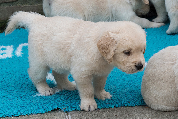 pups-joplynn-4weken_TH_1891