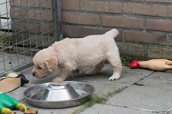 pups-joplynn-4weken_TH_1892
