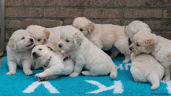 pups-joplynn-4weken_TH_1893