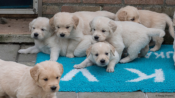 pups-joplynn-4weken_TH_1894