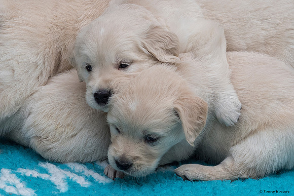 pups-joplynn-4weken_TH_1895