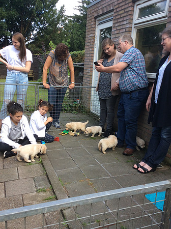 pups-2