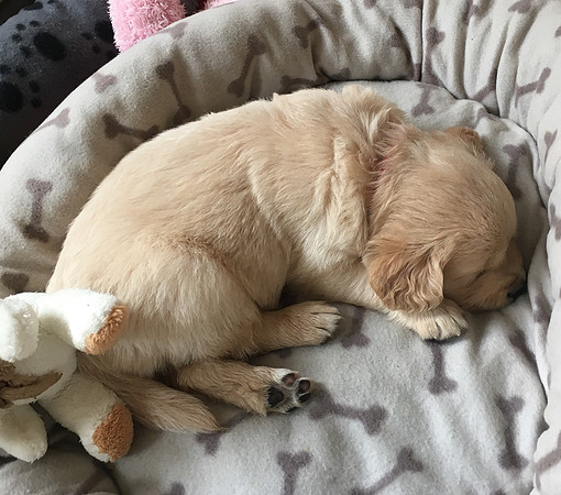 pups