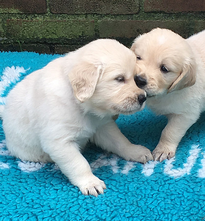 pups-3