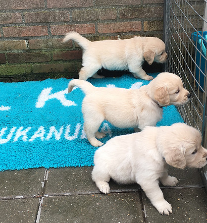 pups-4