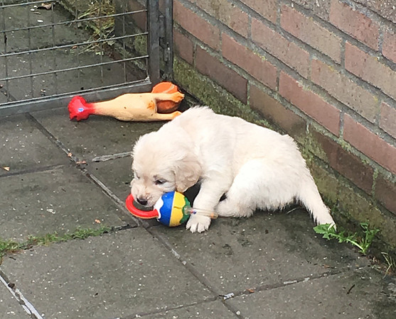 pups-5