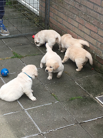 pups-6