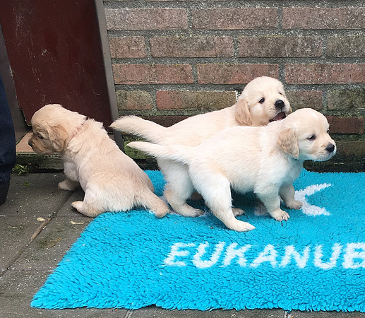 pups-7