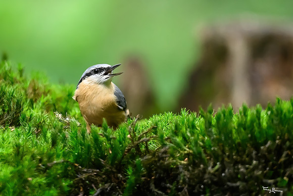 vogelhut_espelo_TH_1543