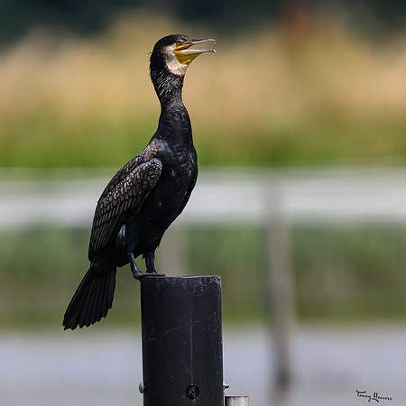 lingezegen_TH_0975
