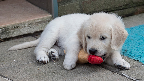 pups-joplynn-6weken_TH_1945