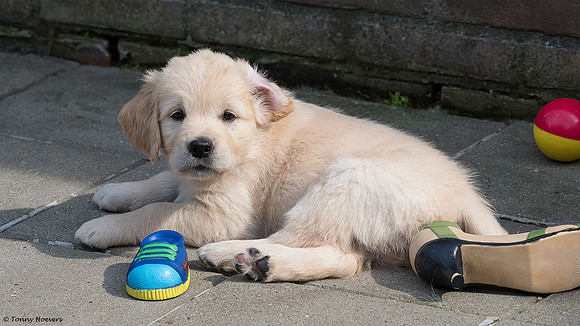 pups-joplynn-6weken_TH_1944