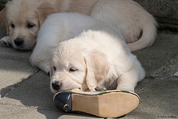 pups-joplynn-6weken_TH_1946