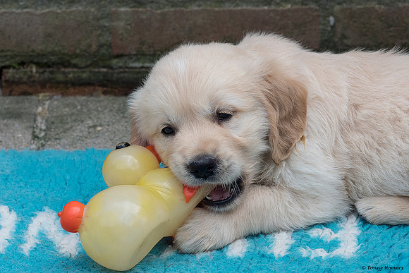 pups-joplynn-6weken_TH_1948